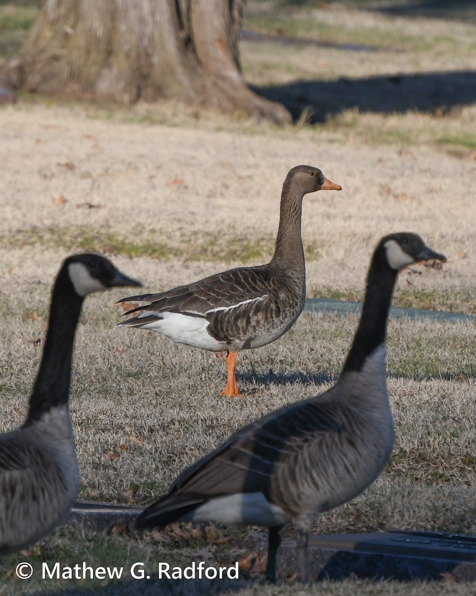 Greater White-fronted Goose - ML614808376