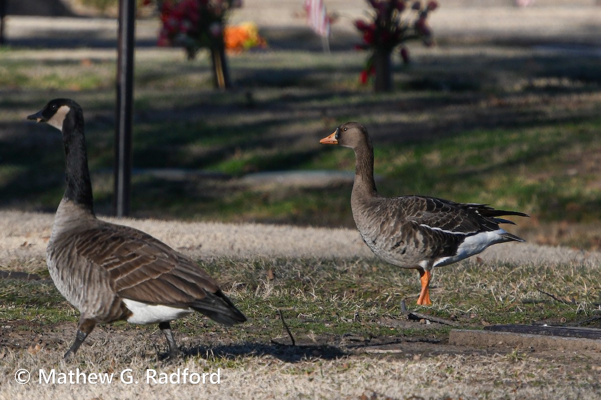 Greater White-fronted Goose - ML614808377