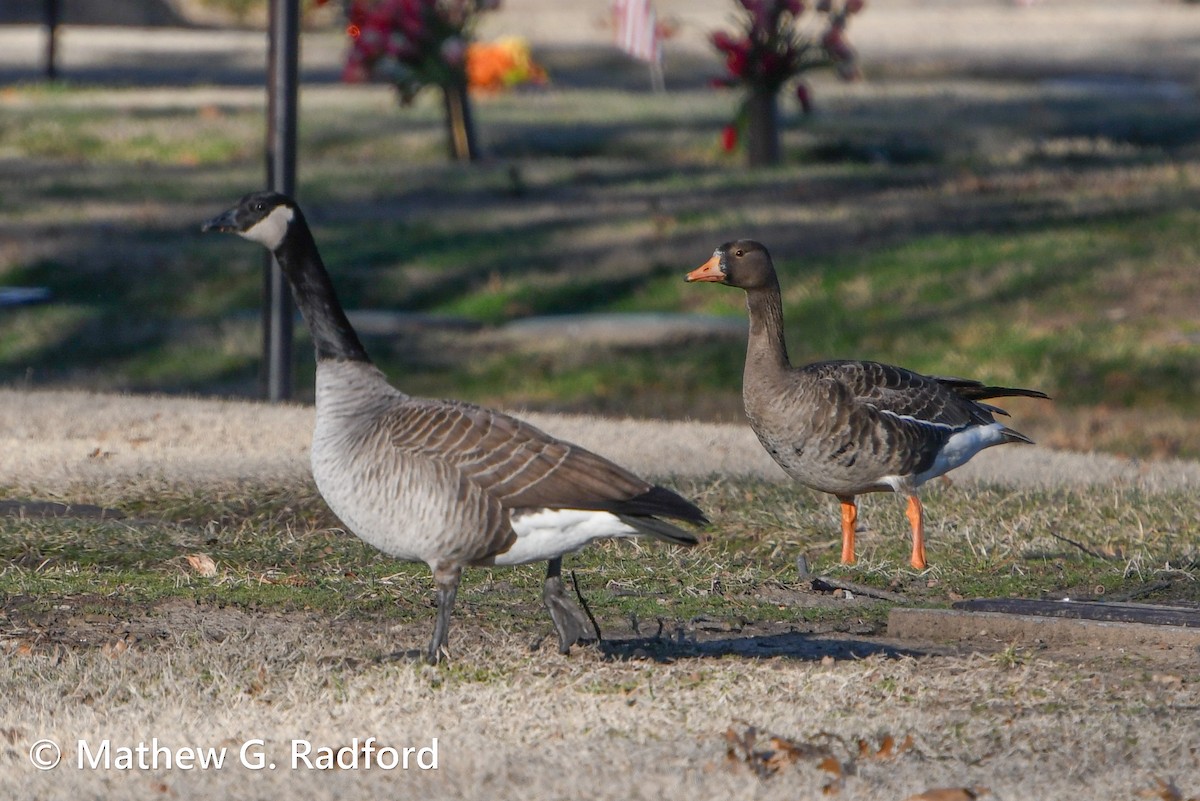 Greater White-fronted Goose - ML614808378