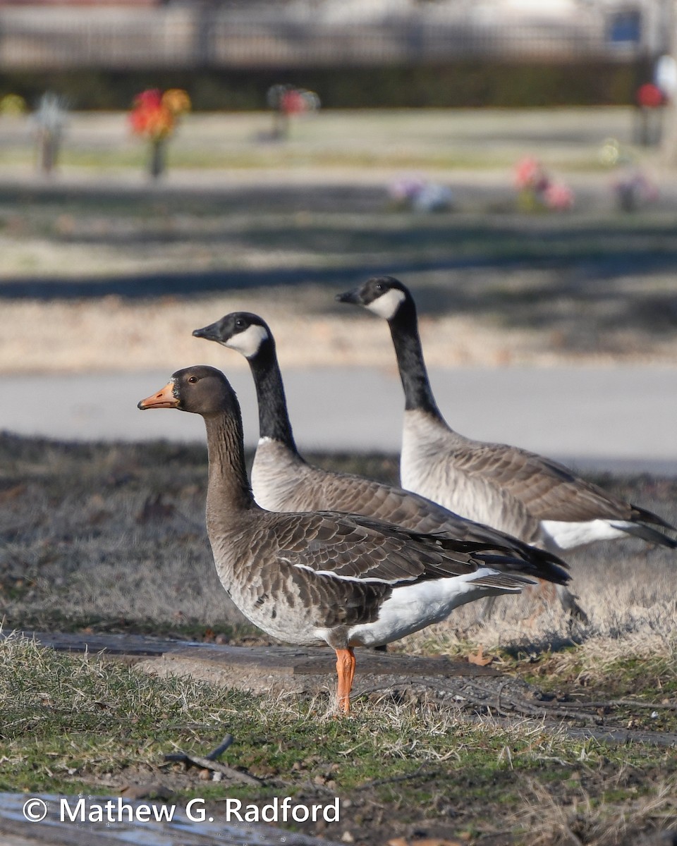 Greater White-fronted Goose - ML614808379