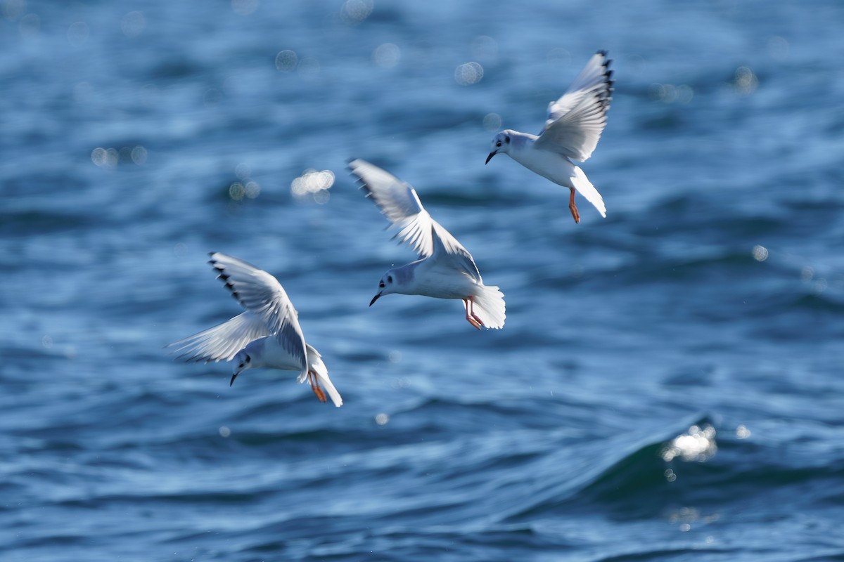 Bonaparte's Gull - ML614808383