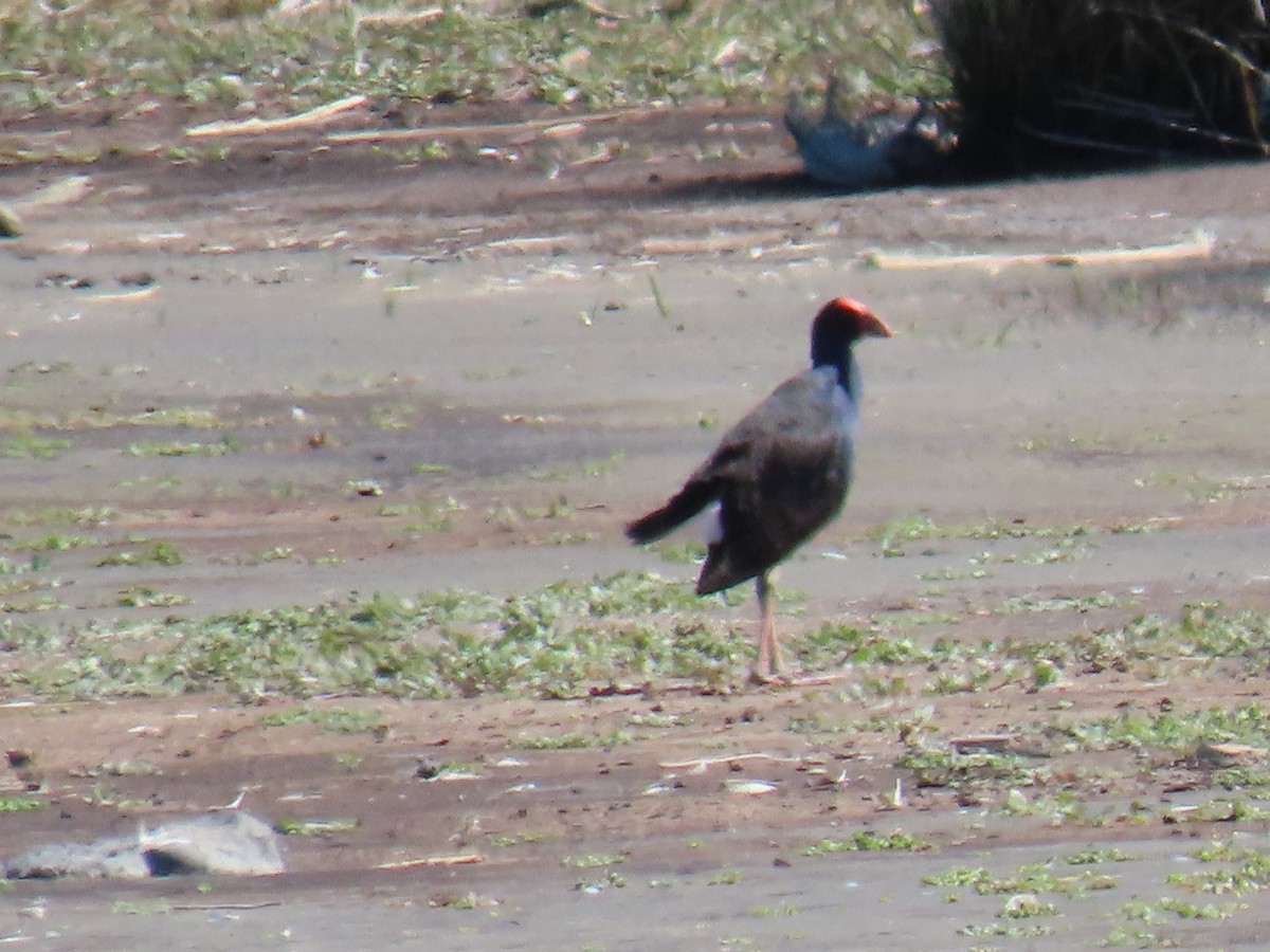 Australasian Swamphen - ML614808444