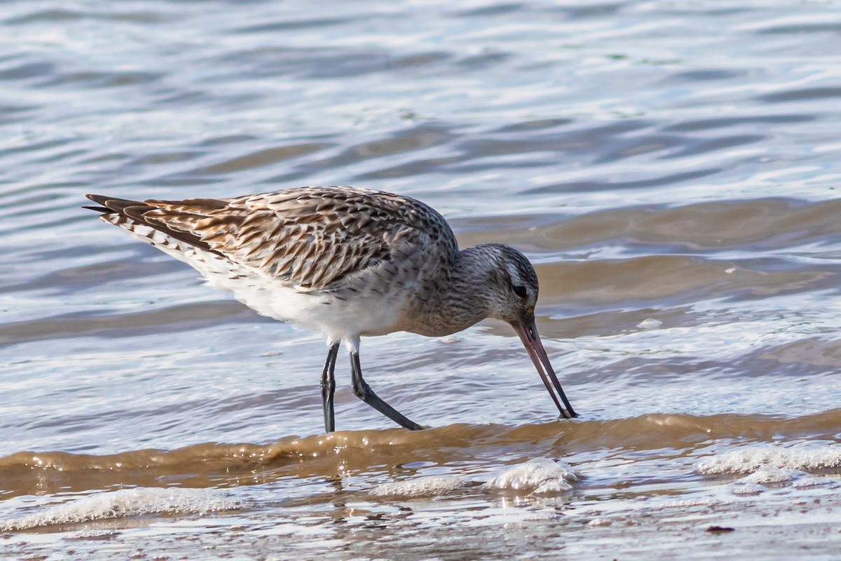 Bar-tailed Godwit - ML614808446