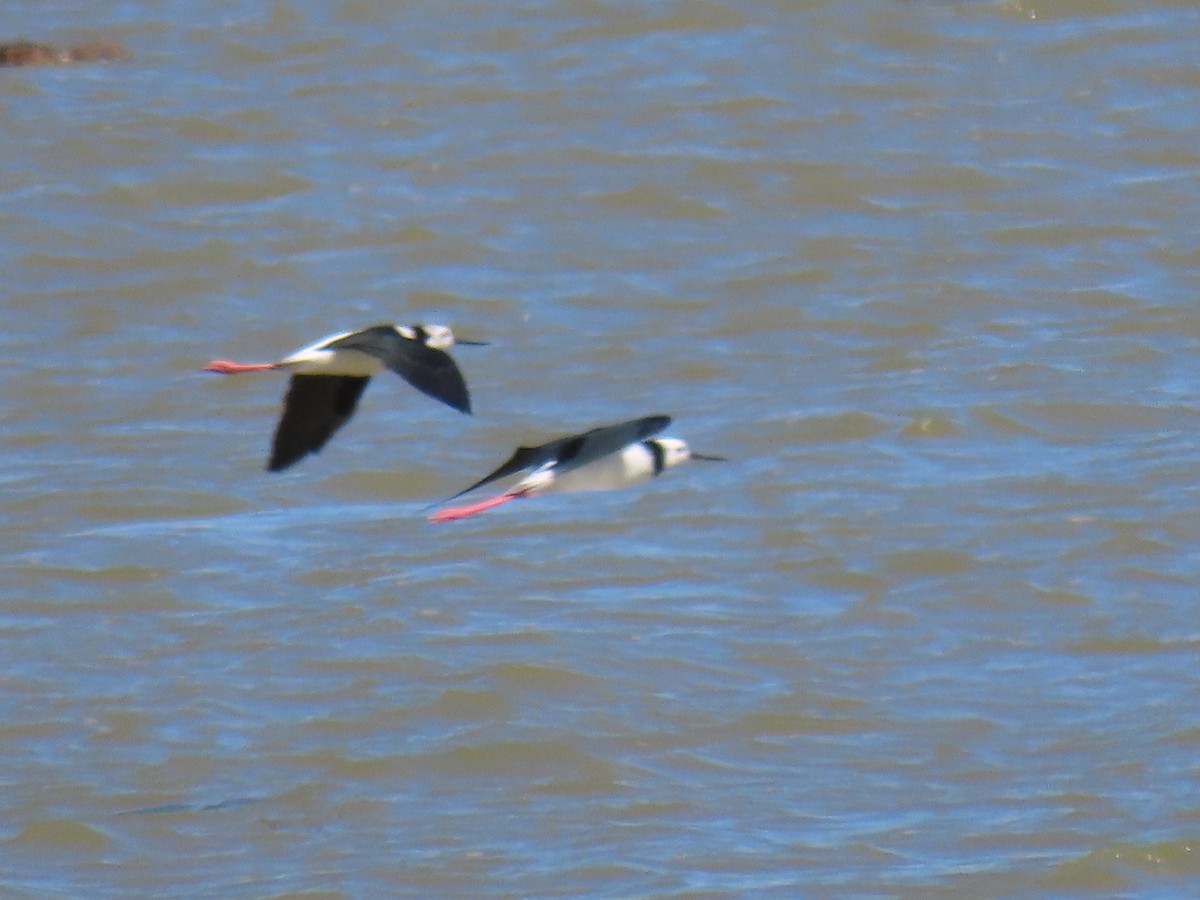 Pied Stilt - ML614808451