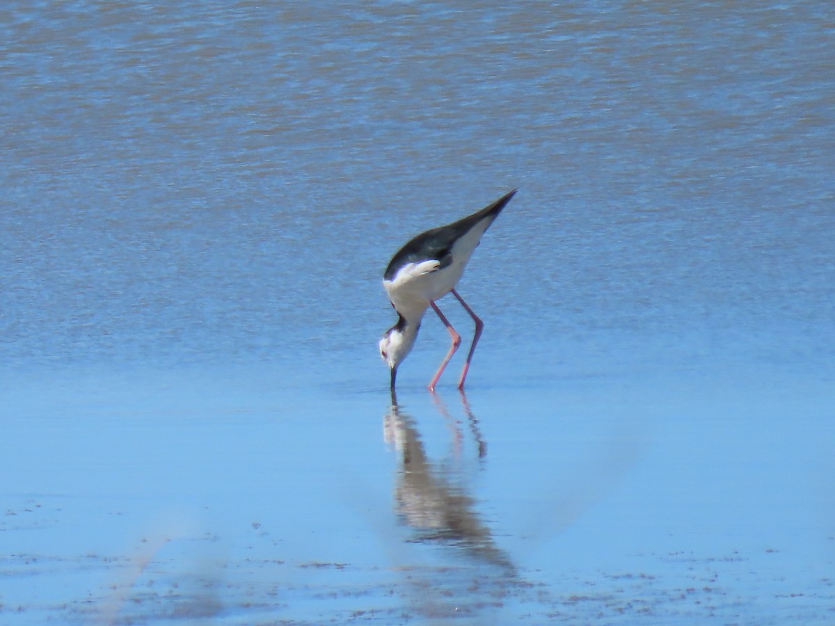 Pied Stilt - ML614808455