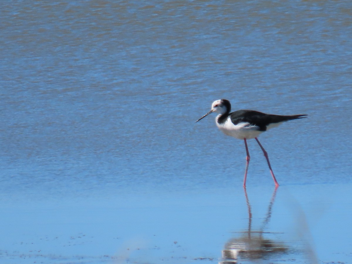 Pied Stilt - ML614808456