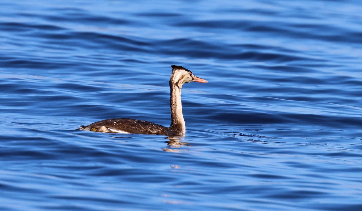 Great Crested Grebe - ML614808477