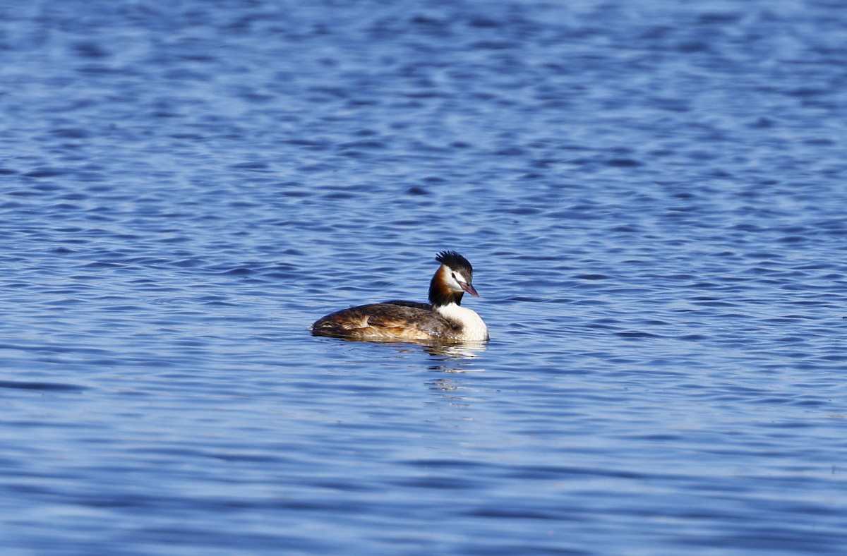 Great Crested Grebe - ML614808478