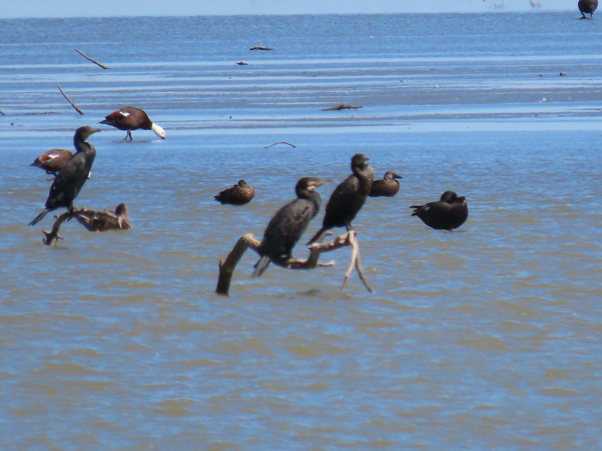 Great Cormorant - ML614808480