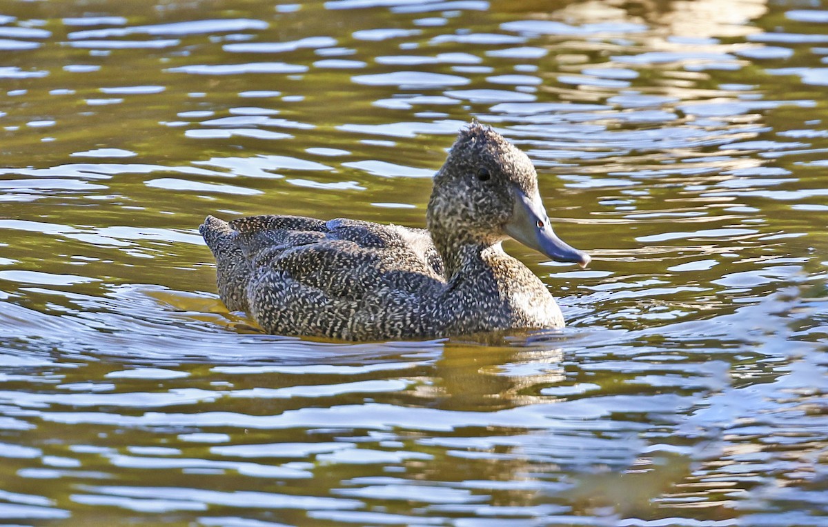 Freckled Duck - ML614808522