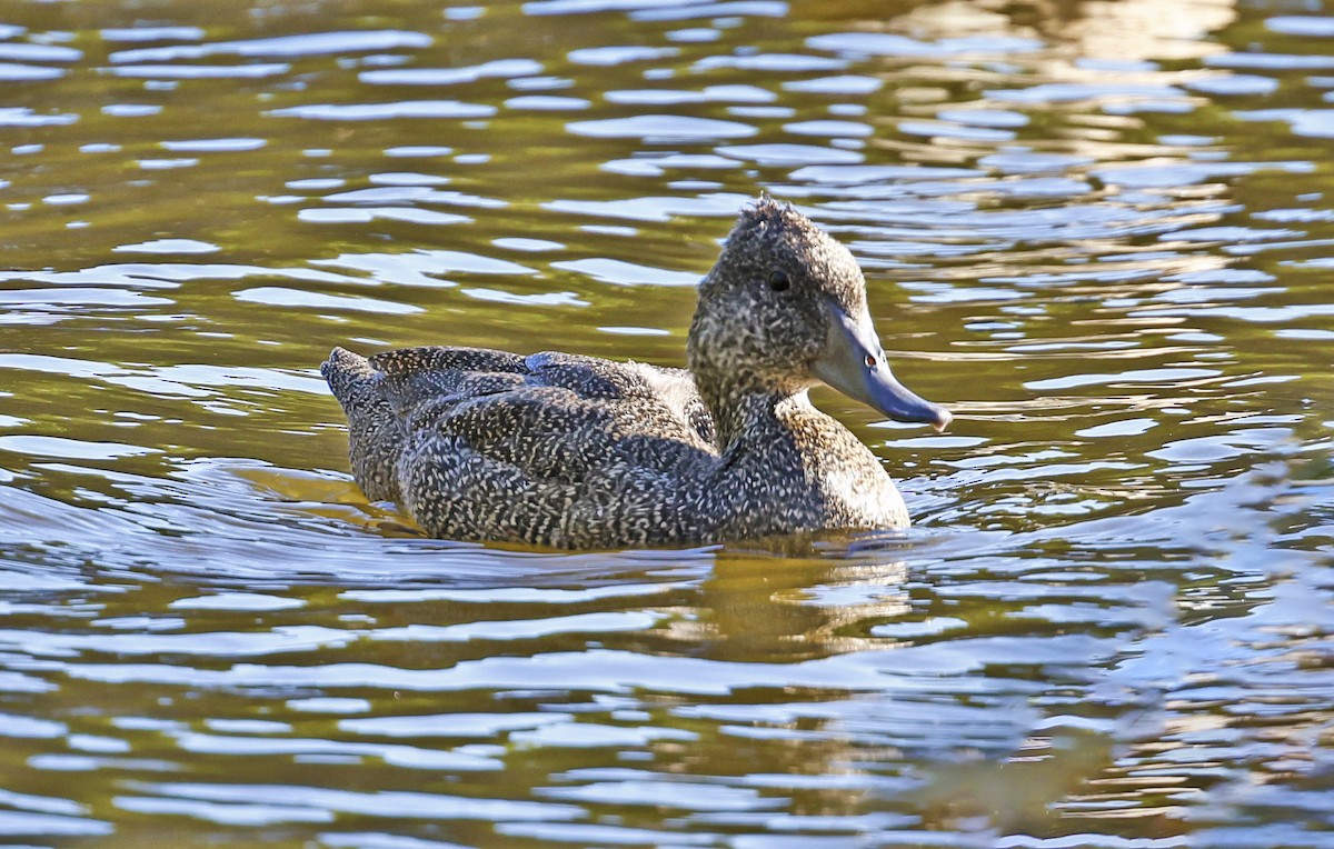 Stictonette tachetée - ML614808522