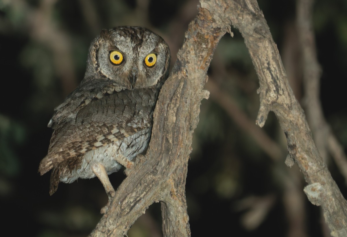 Arabian Scops-Owl - ML614808640