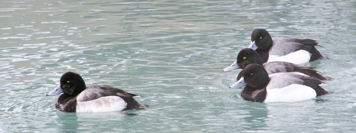 Greater Scaup - ML614808670