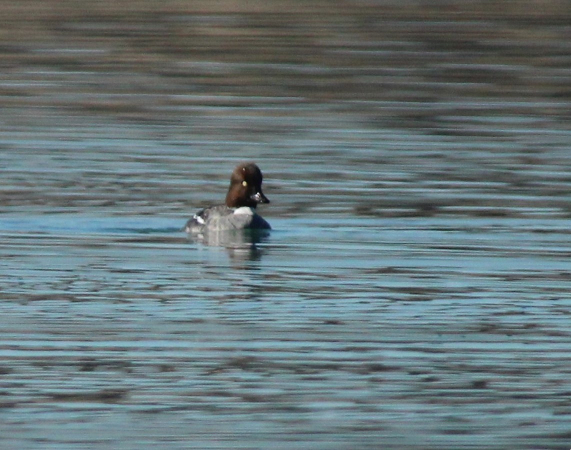 Common Goldeneye - ML614808674