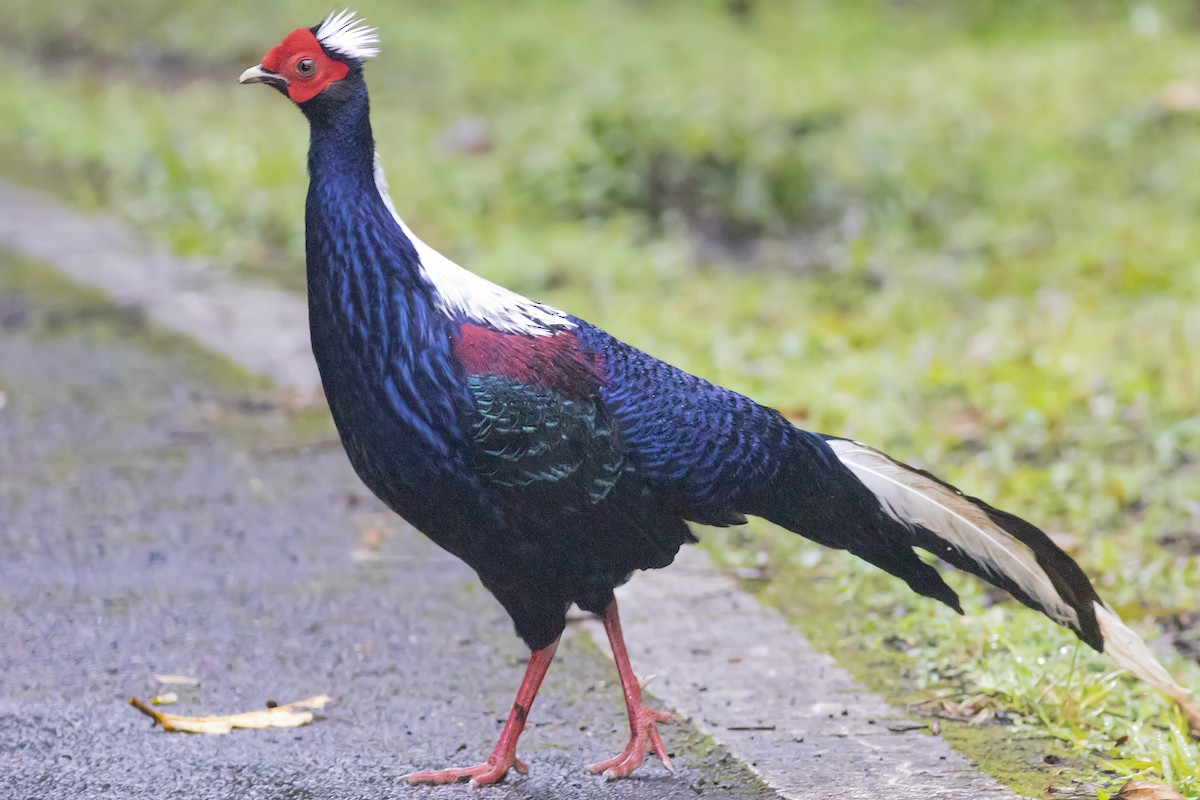 Swinhoe's Pheasant - ML614808675