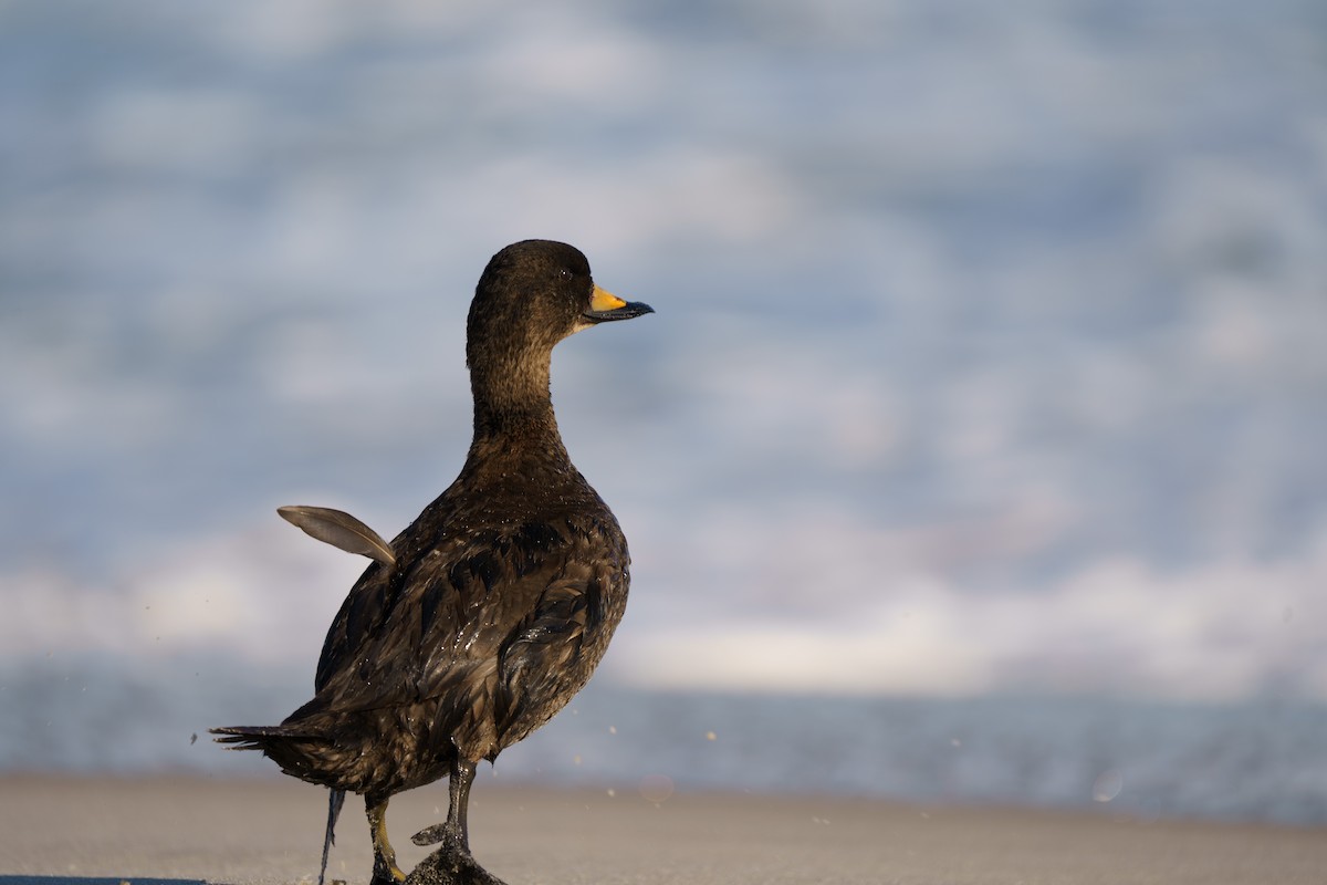 Black Scoter - ML614808680