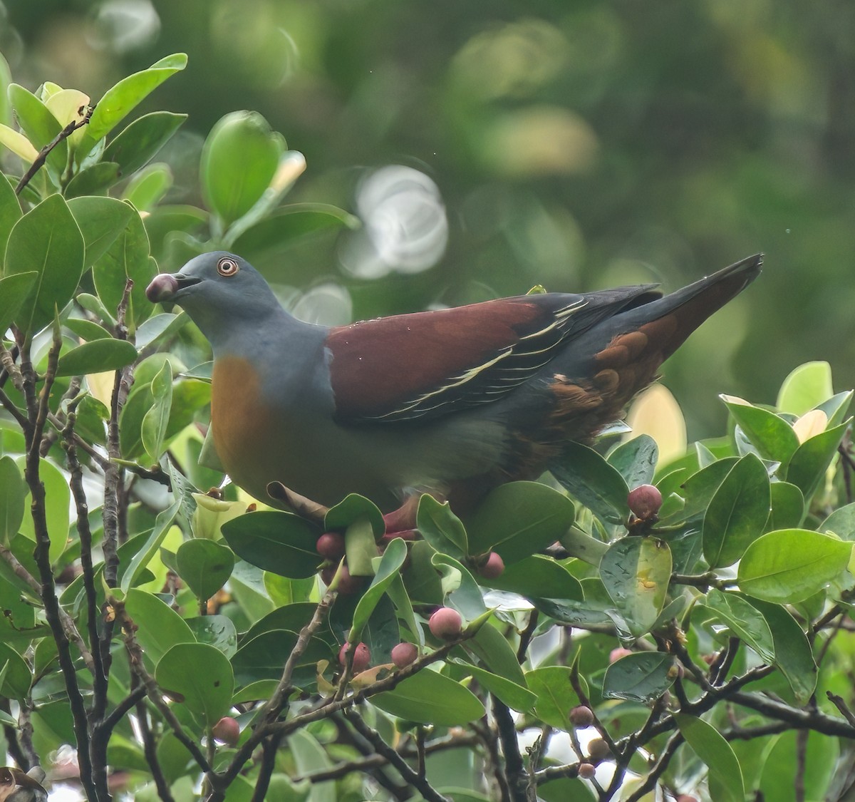 Little Green-Pigeon - ML614808701