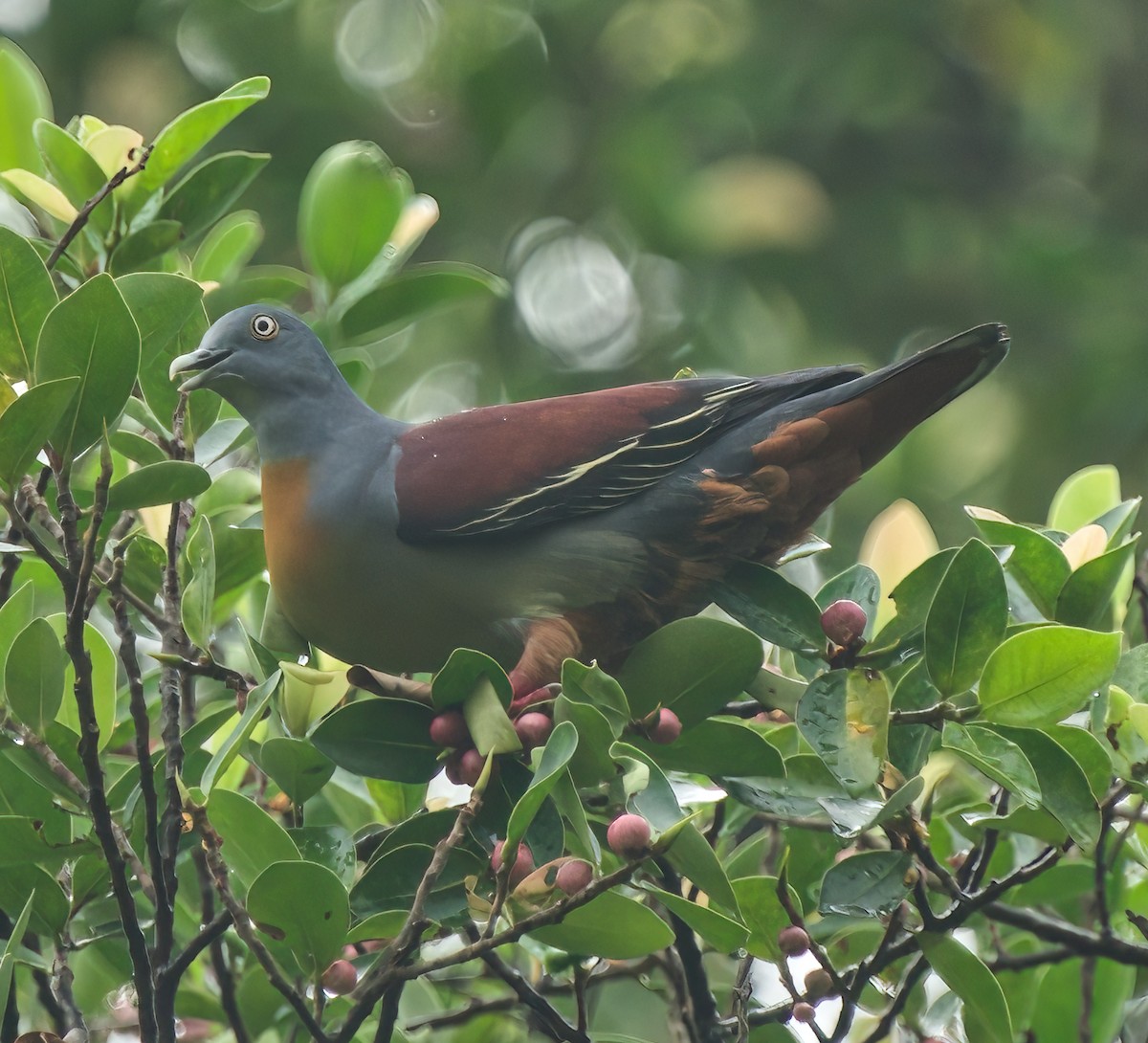 Little Green-Pigeon - ML614808702