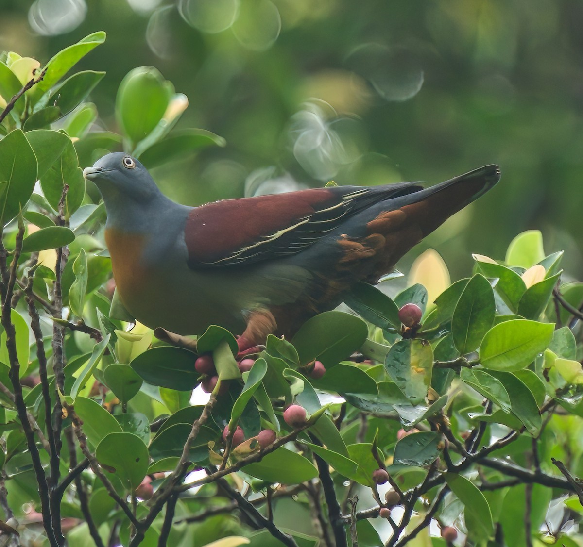 Little Green-Pigeon - ML614808703