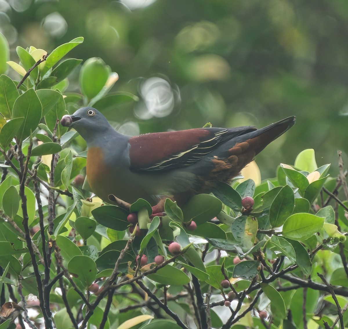 Little Green-Pigeon - ML614808704