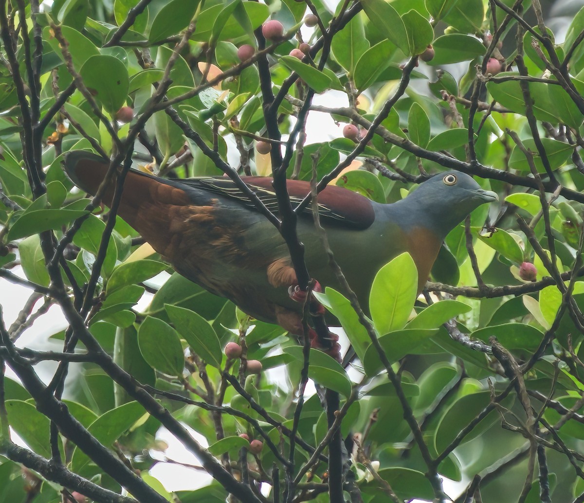 Little Green-Pigeon - ML614808705