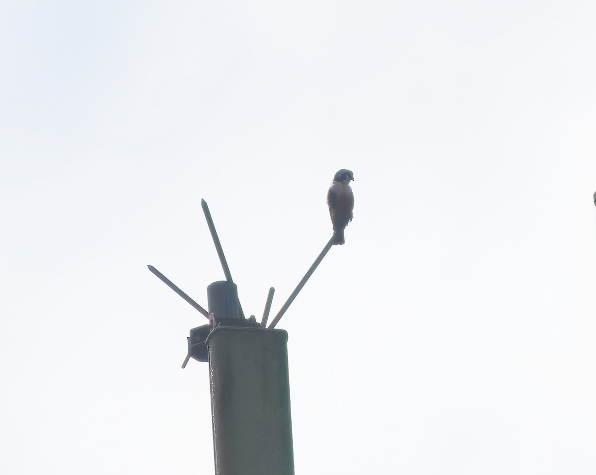 Black-thighed Falconet - Steven Cheong