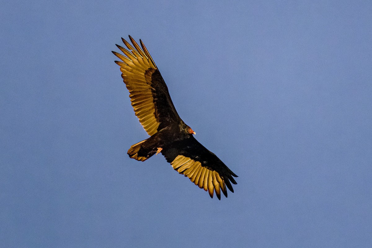 Turkey Vulture - ML614808708