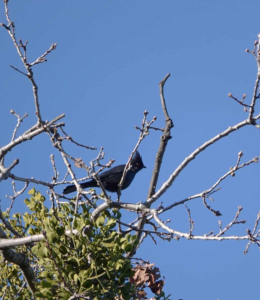 Phainopepla - Karen Rush