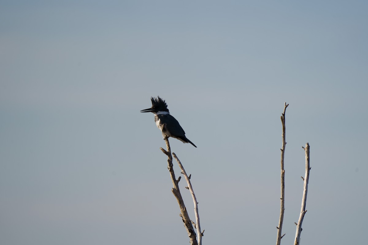 Belted Kingfisher - Marshall Mumford