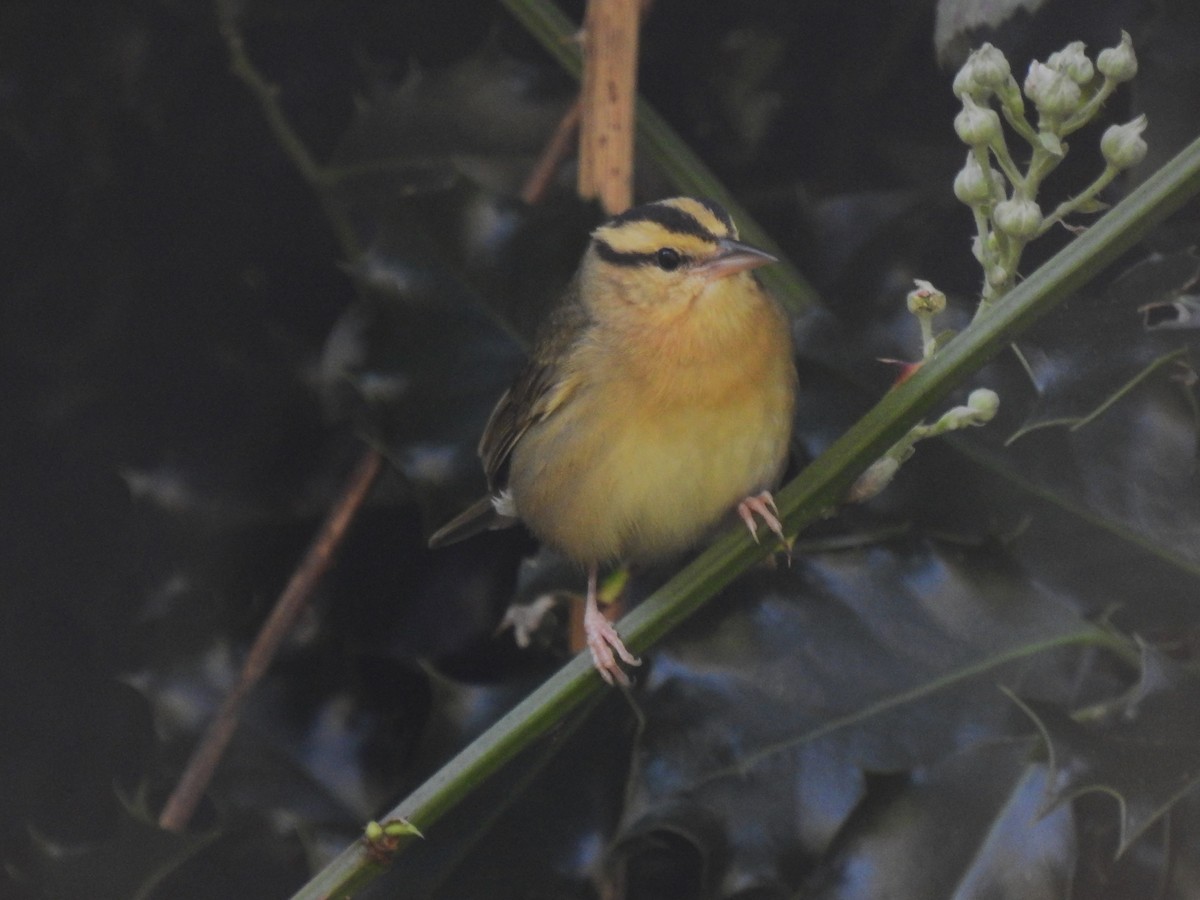 Worm-eating Warbler - ML614808721