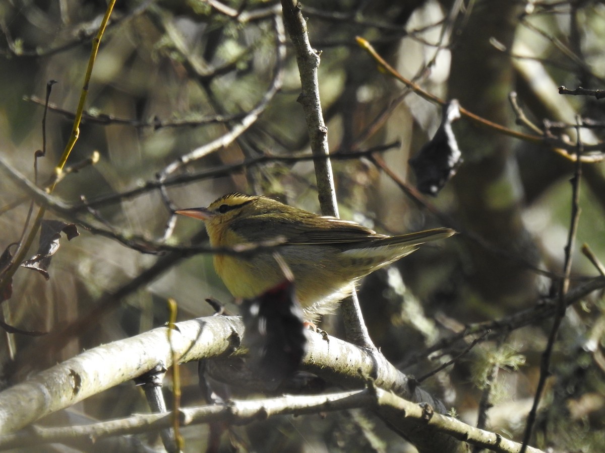 Worm-eating Warbler - ML614808728
