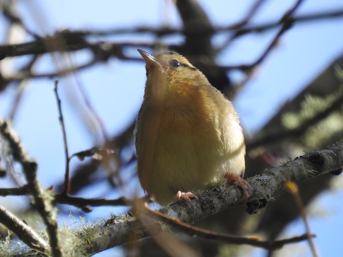 Worm-eating Warbler - ML614808729