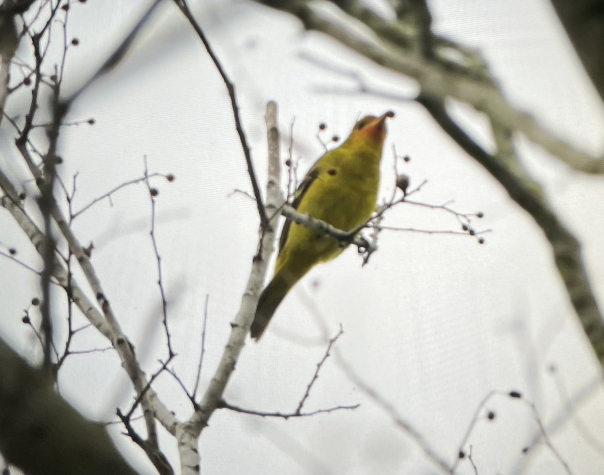 Western Tanager - ML614808775
