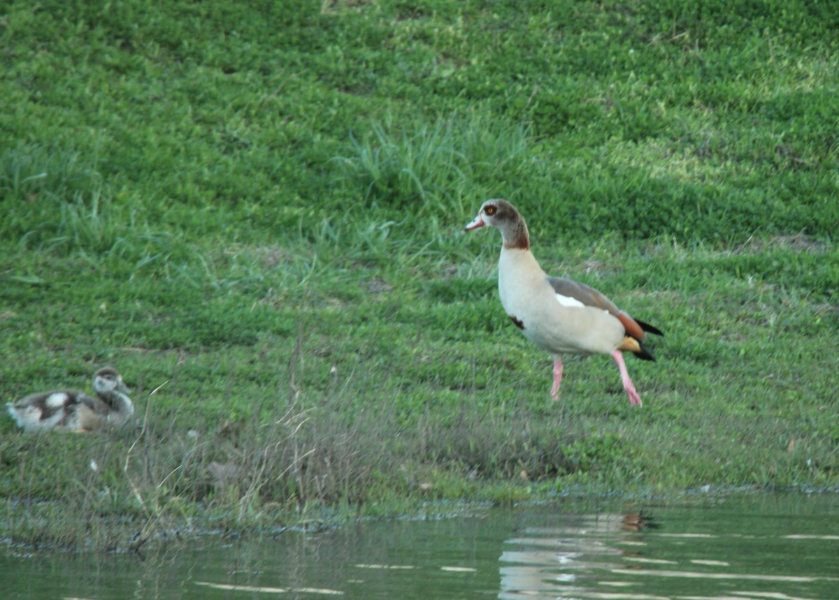 Egyptian Goose - ML614808779