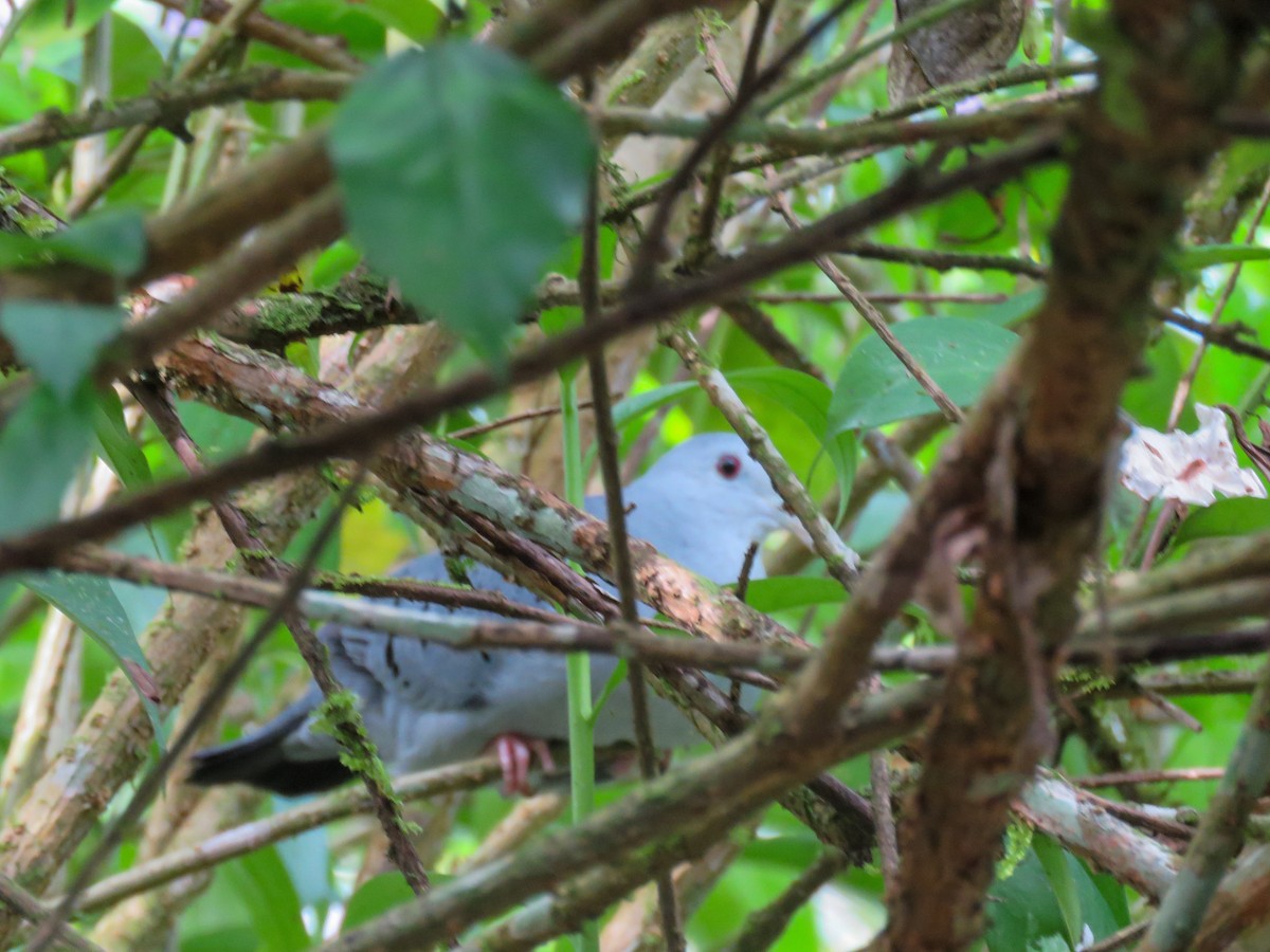 Blue Ground Dove - ML614808781