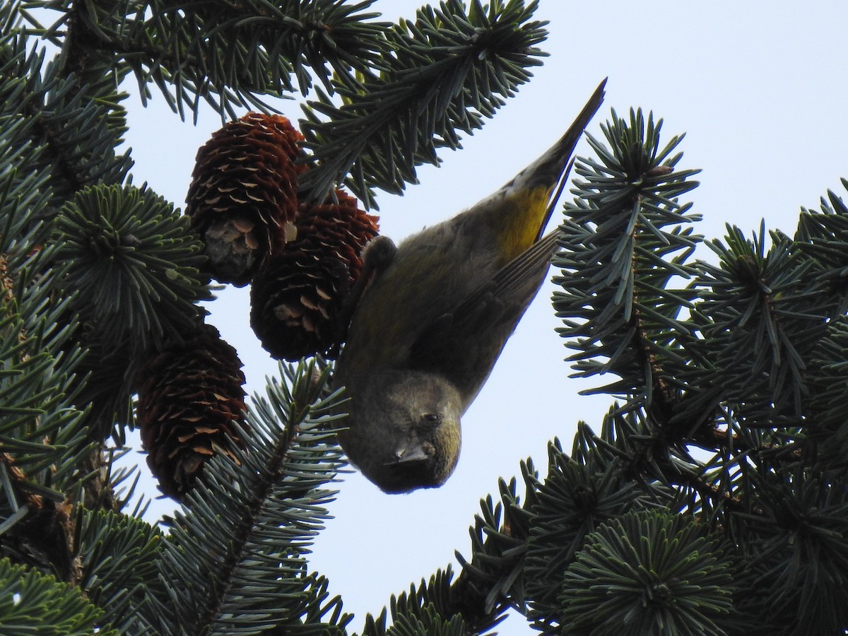 Bec-croisé des sapins - ML614808817