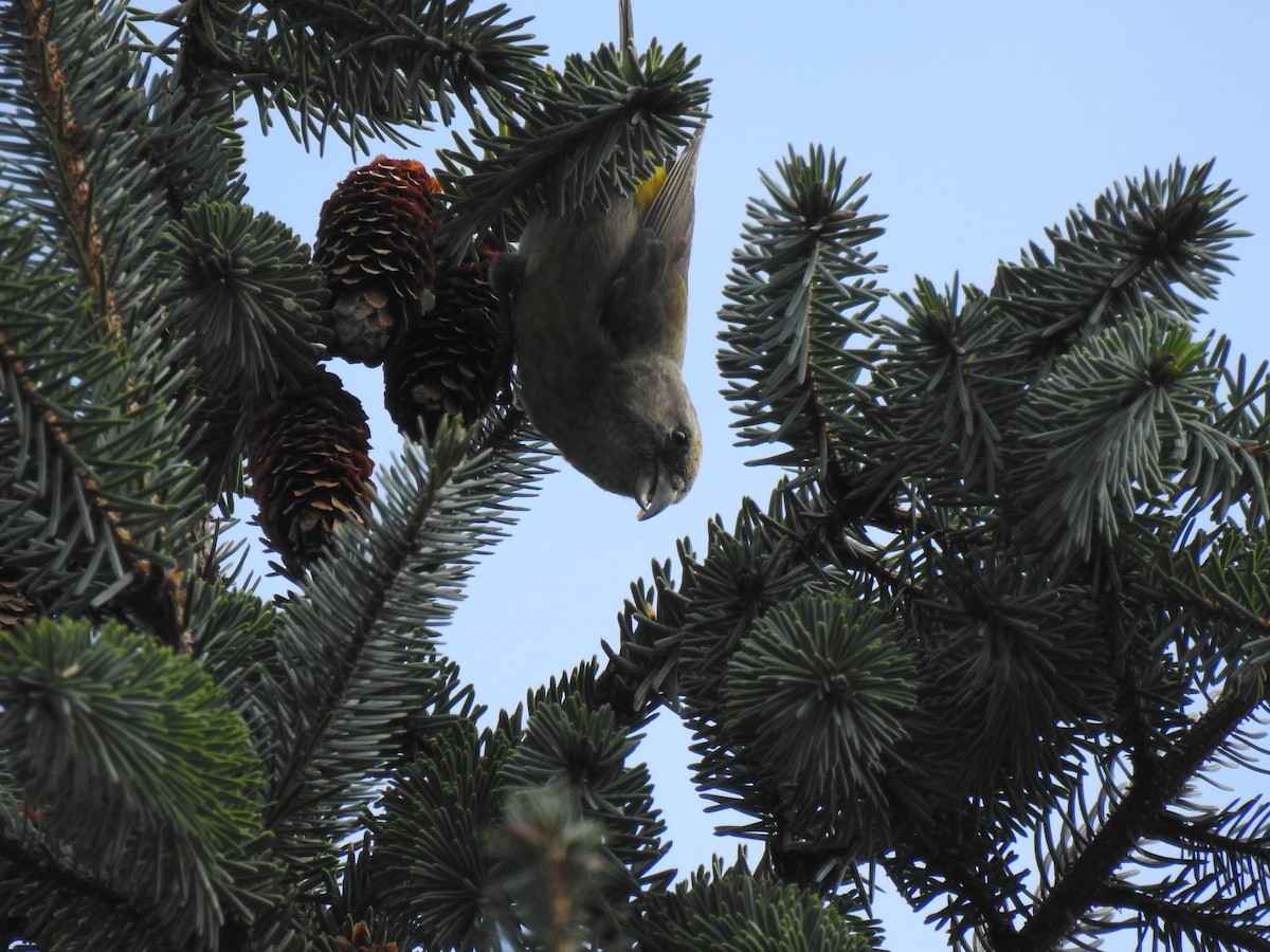 Red Crossbill - ML614808819