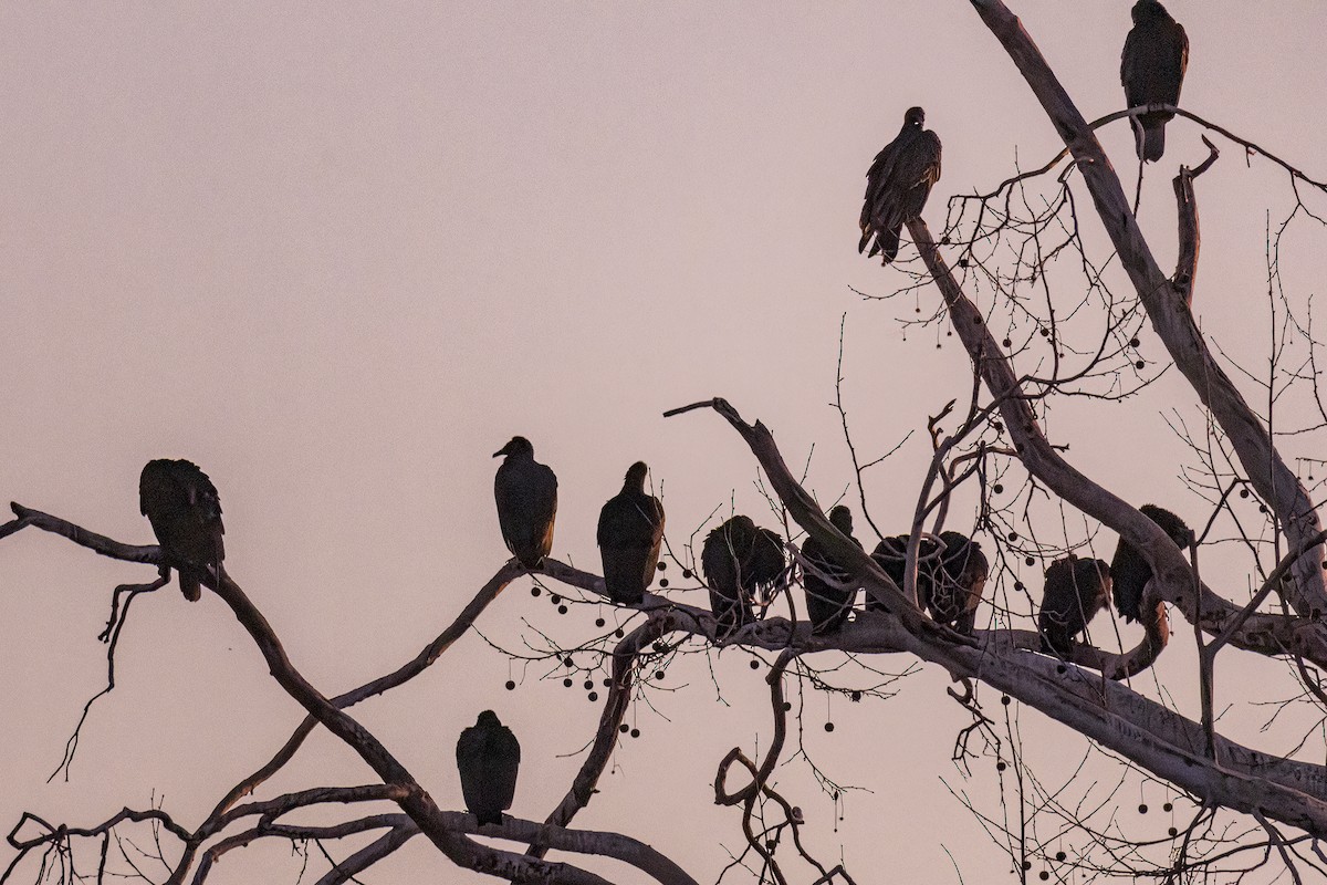 Turkey Vulture - Bob Church