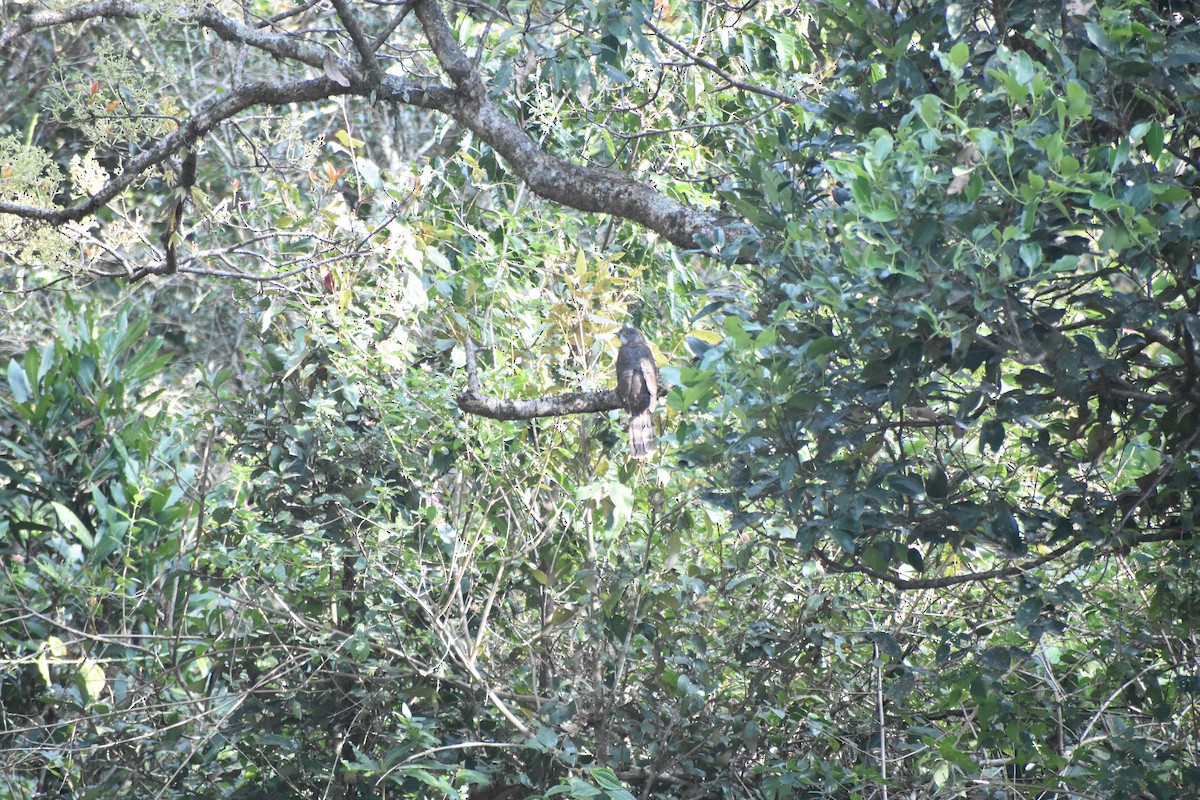 Large Hawk-Cuckoo - ML614808829