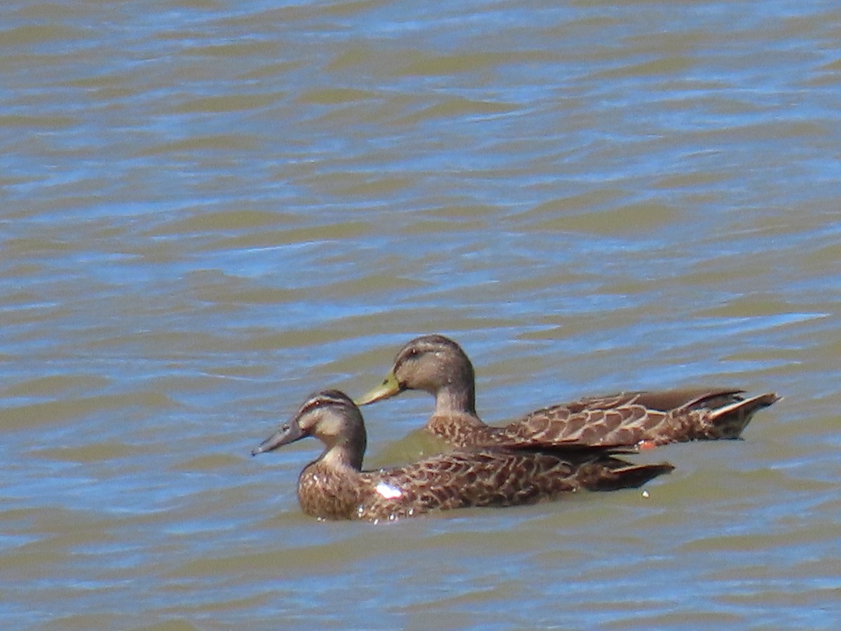 Mallard - ML614808839