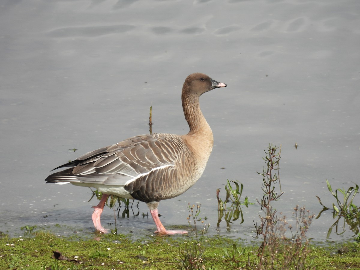 Pink-footed Goose - ML614808880