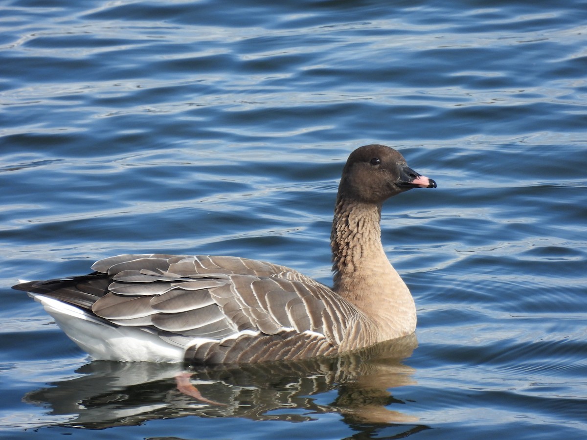 Pink-footed Goose - ML614808881