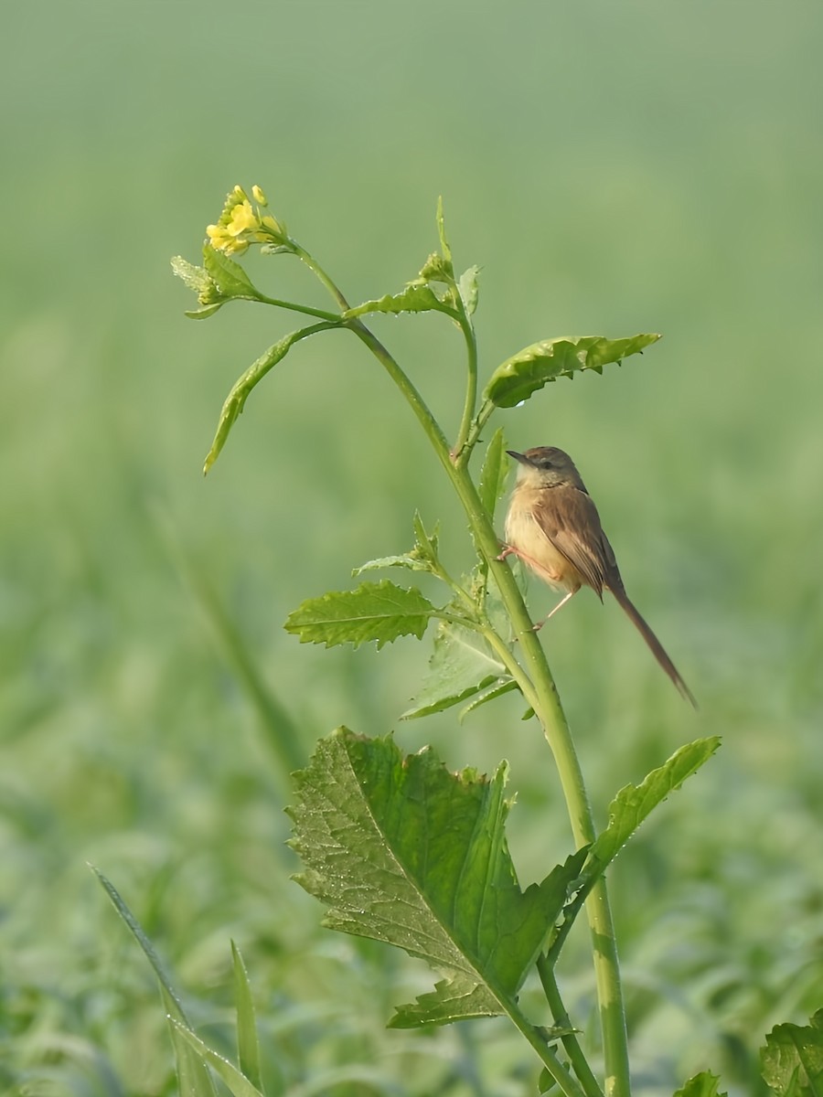 Delicate Prinia - ML614808918