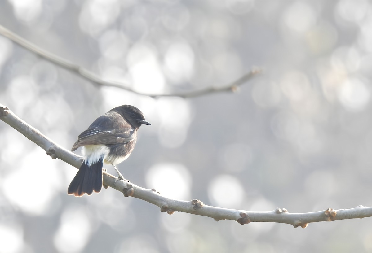 Pied Bushchat - ML614808920