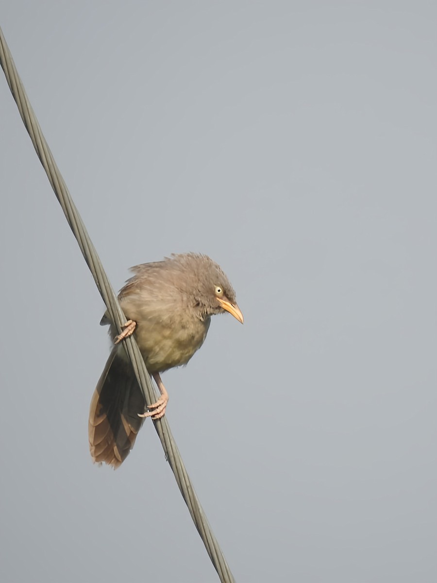 Jungle Babbler - ML614808924