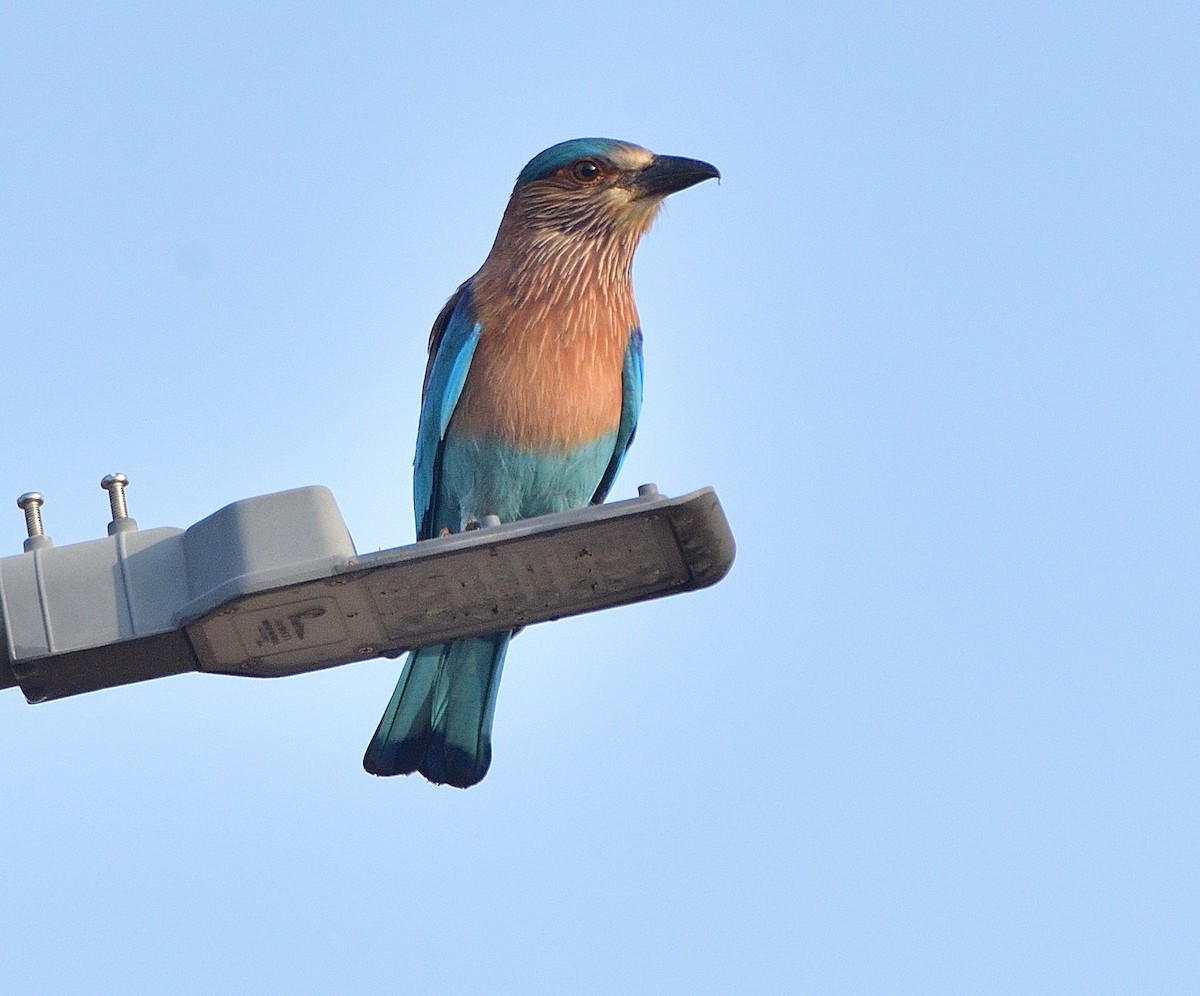 Indian Roller - Arun Prabhu