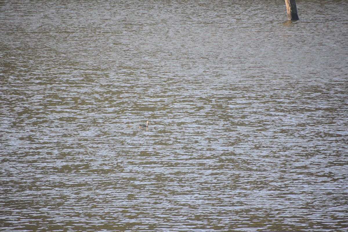 Lesser Whistling-Duck - ML614808967