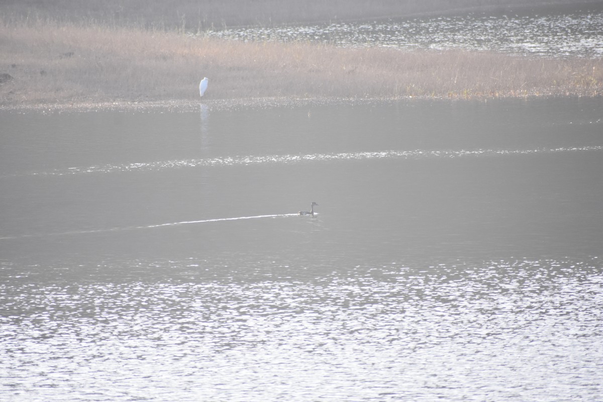 Lesser Whistling-Duck - ML614808968