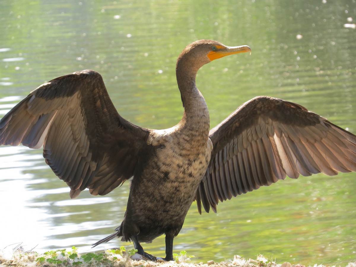 Double-crested Cormorant - ML61480901