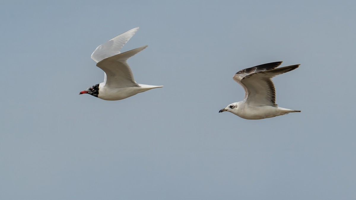Gaviota Cabecinegra - ML614809176